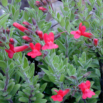 Island Bush Snapdragon