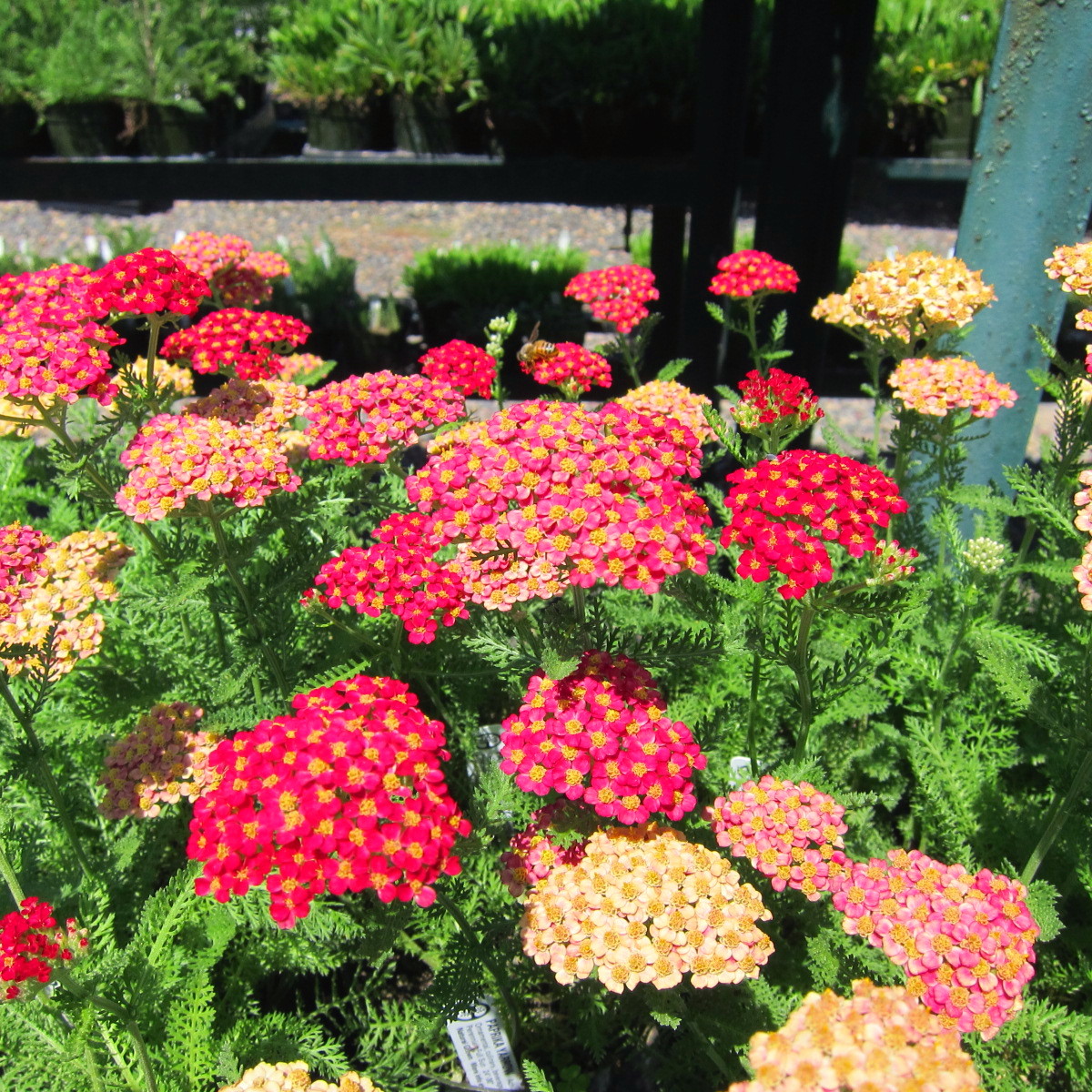 Paprika Yarrow