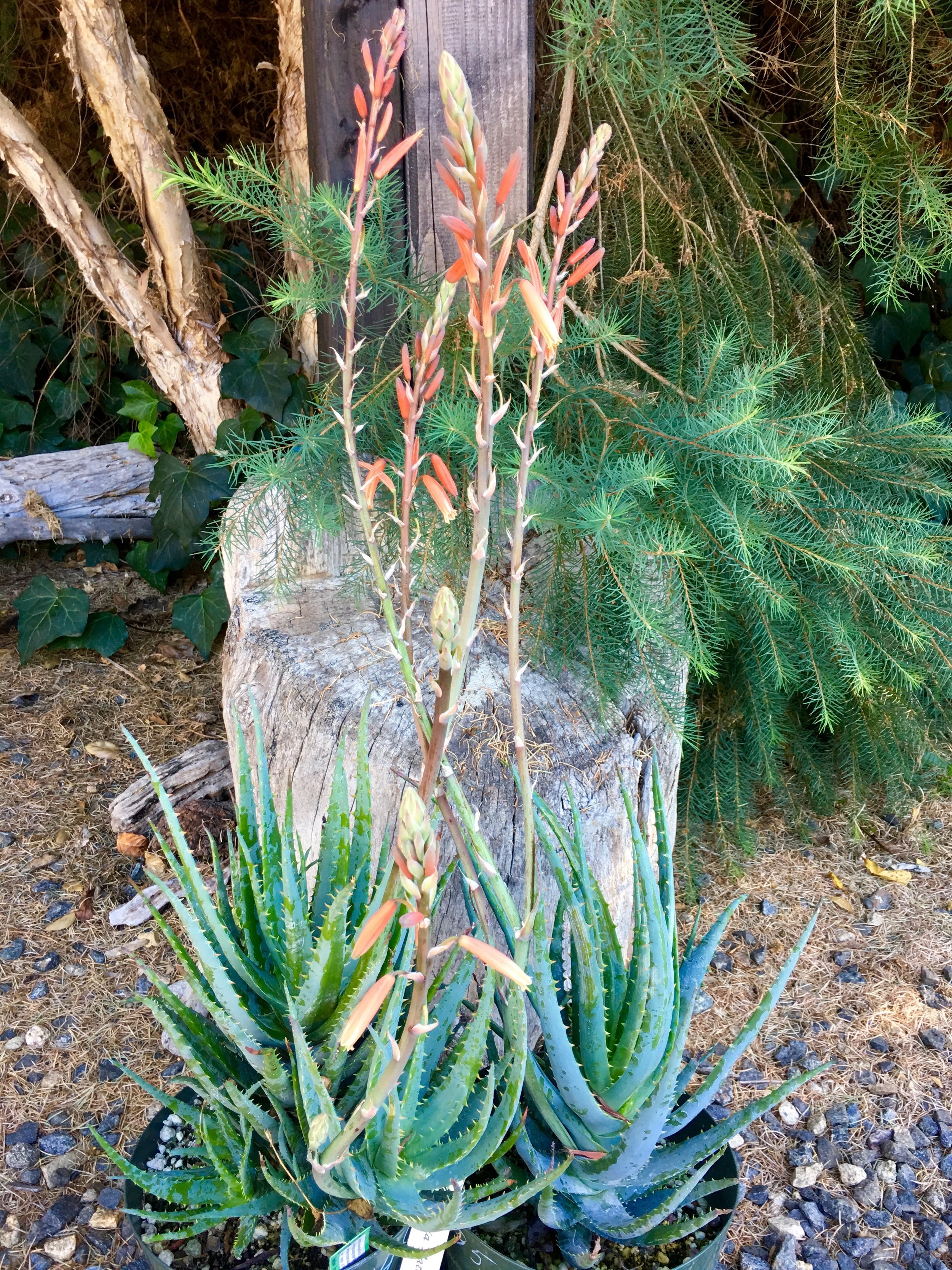 CA Hummingbird Aloe