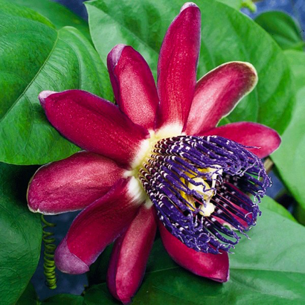 Ruby Glow Passion Flower