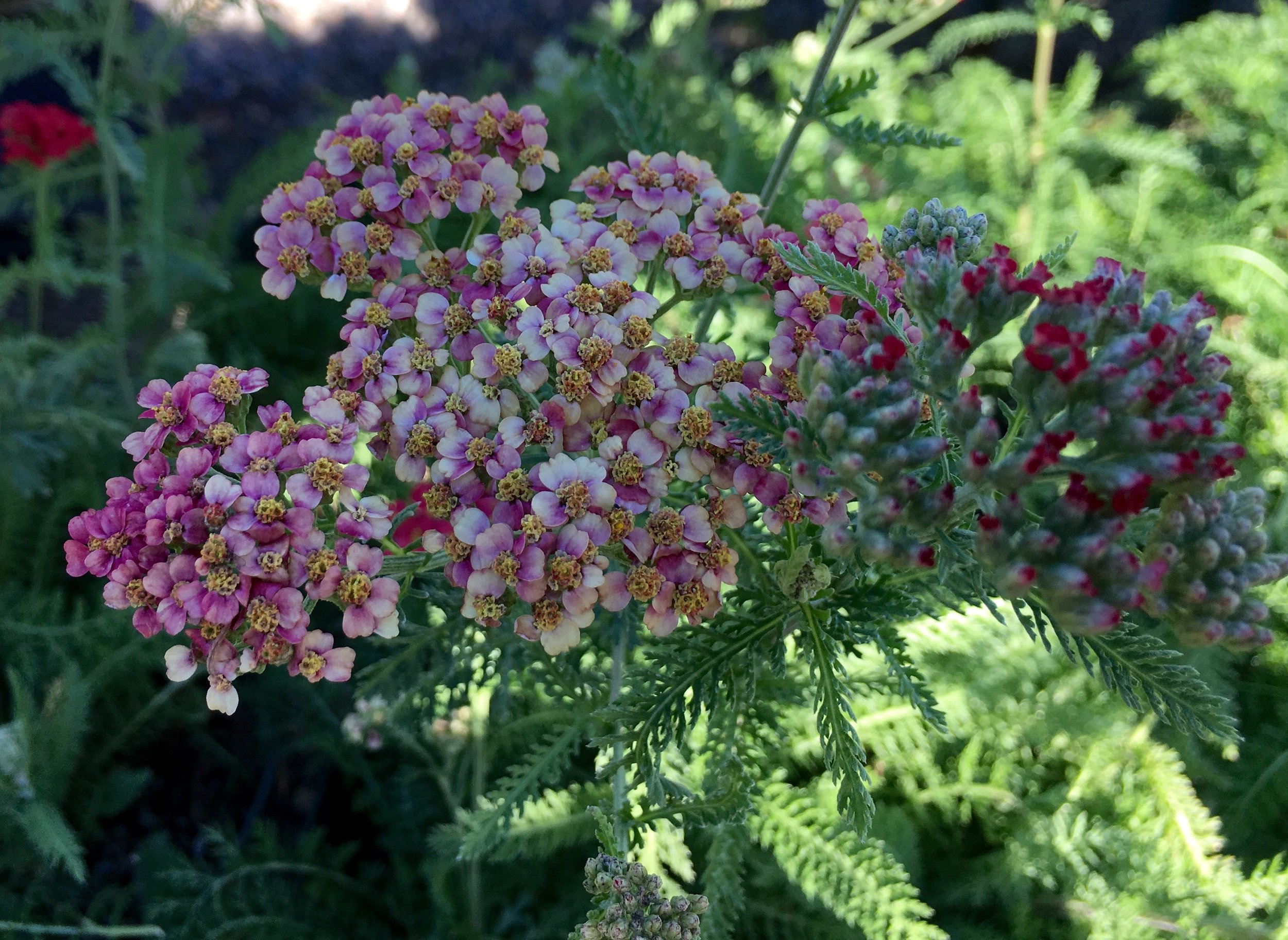 Paprika Yarrow