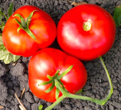 Tomato.Moskovich.200kb.jpeg