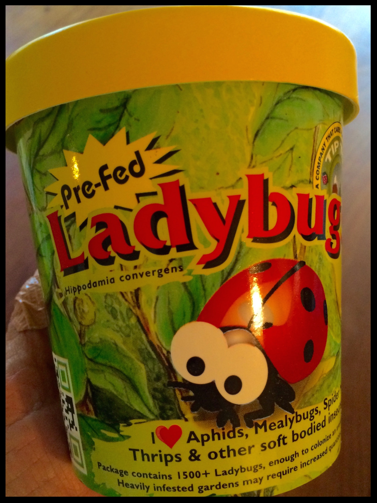 LadybugCup1.2.jpeg