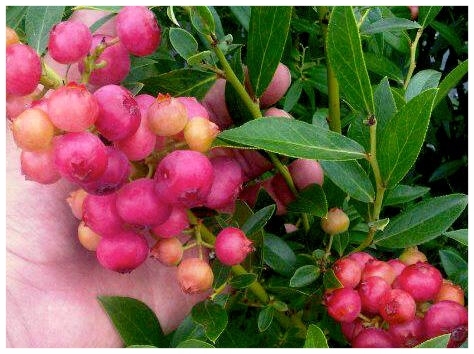 Pink Lemonade Blueberry