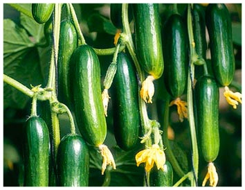 Persian Cucumber