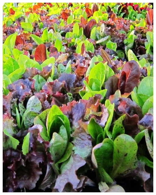 Heirloom Salad Mix