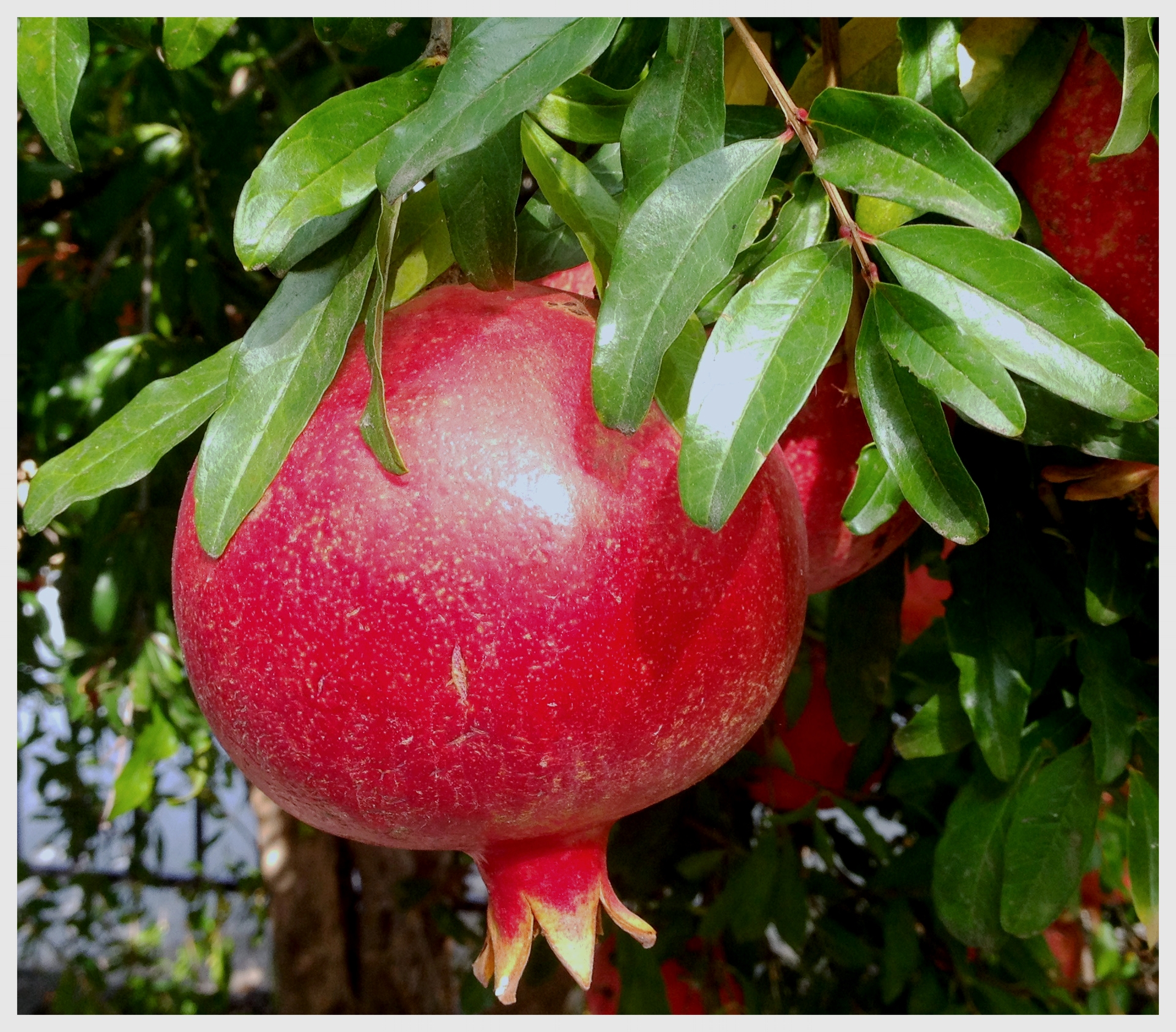 Pomegranate