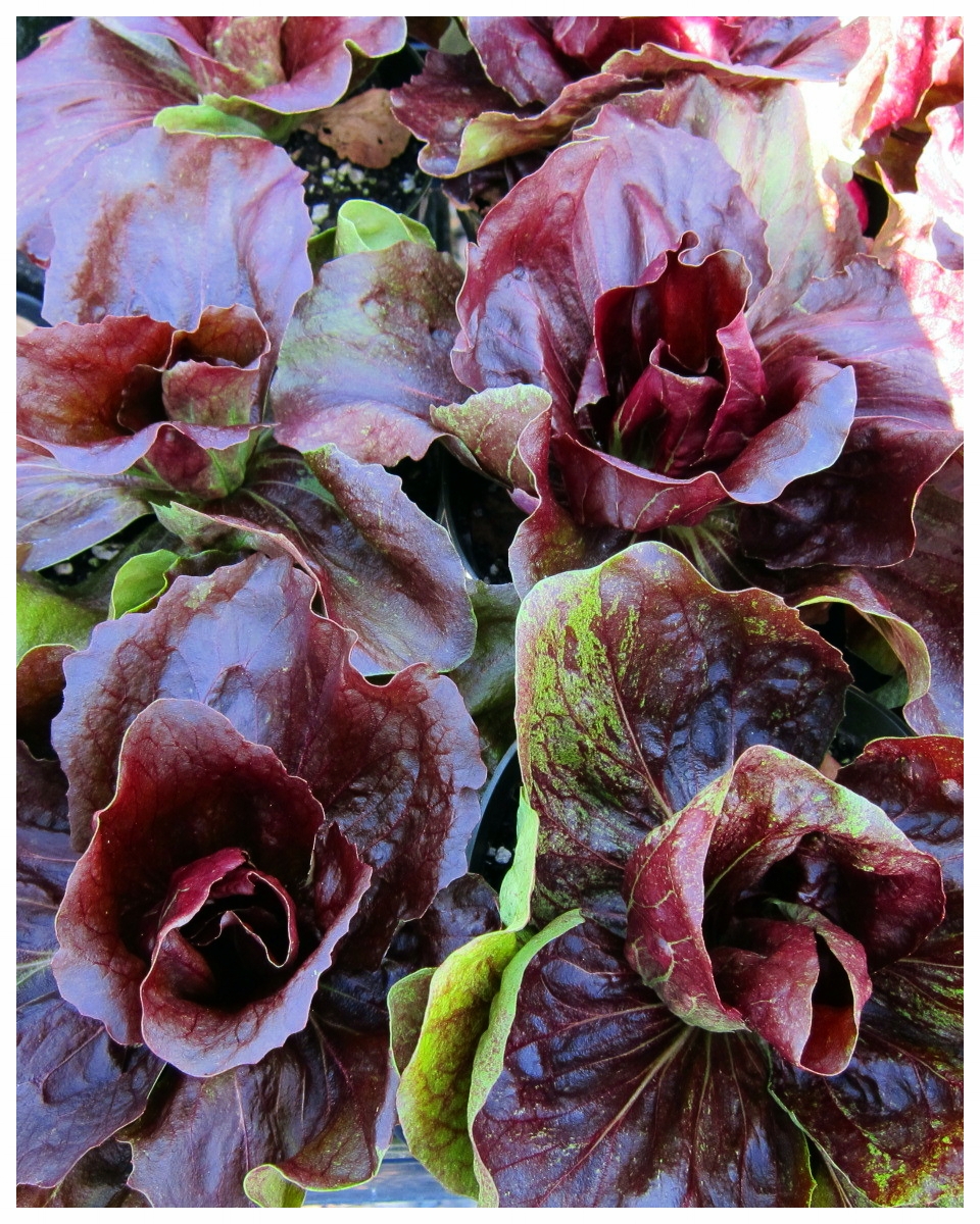 Red Chioggia Radicchio