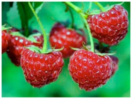 Everbearing Red Raspberry