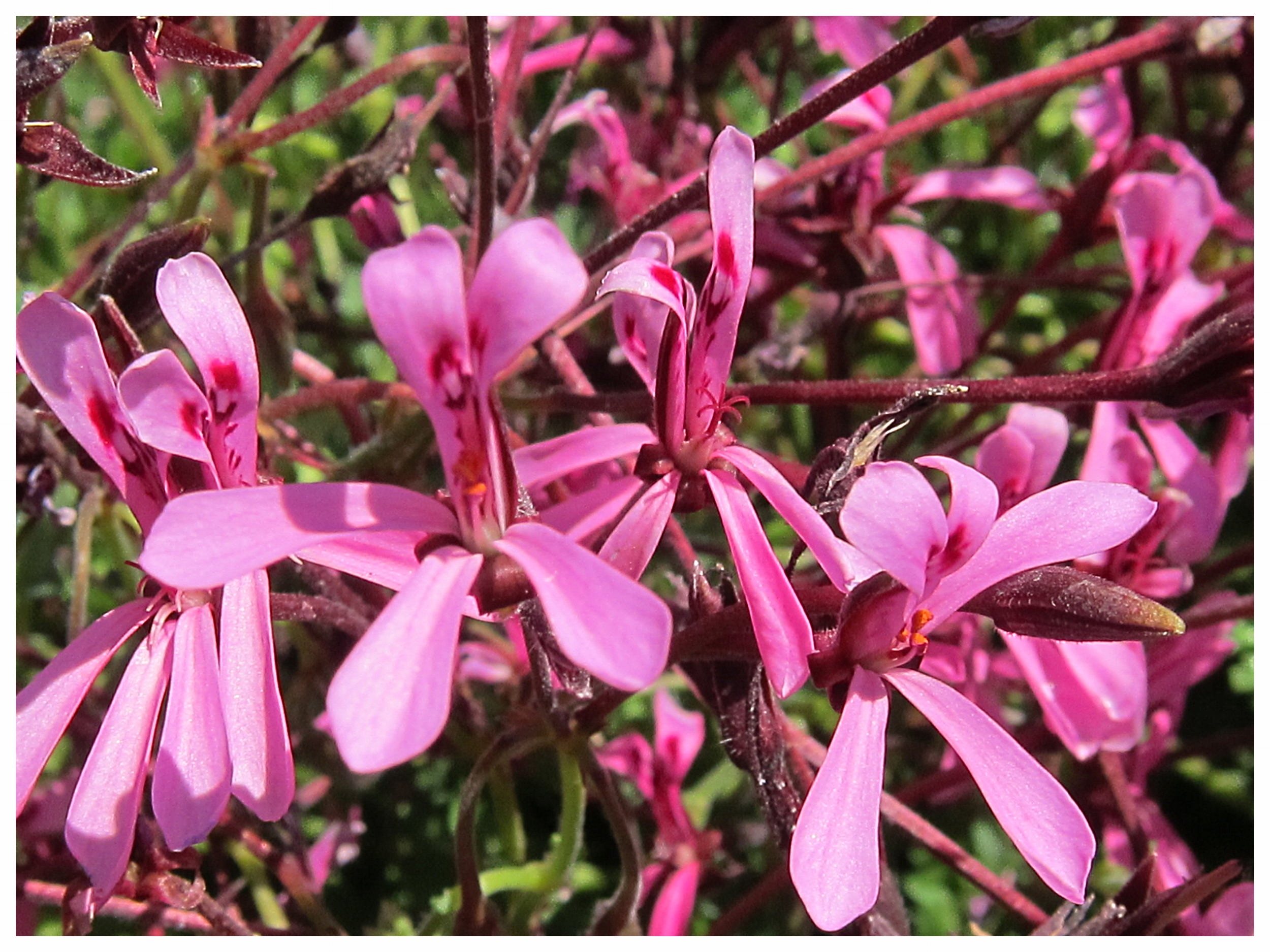 Fragrant Pelargonium 'Celery' 