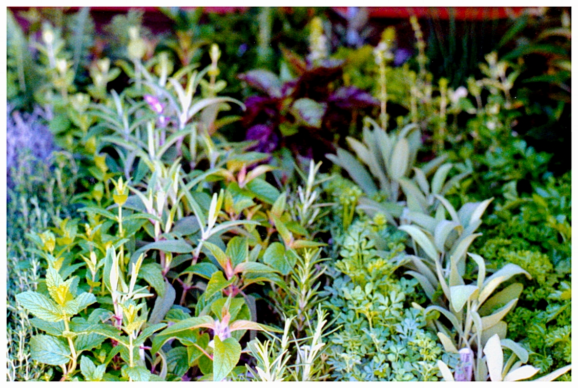 Assorted Herbs