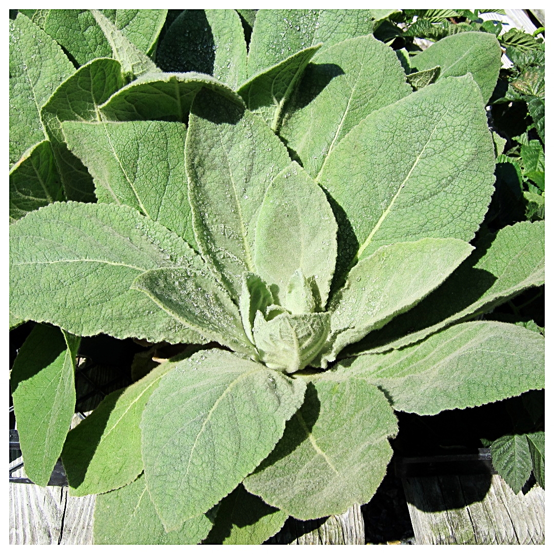 Lettuce — BLOG: "Pearson's Post" — Pearson's Gardens & Herb Farm