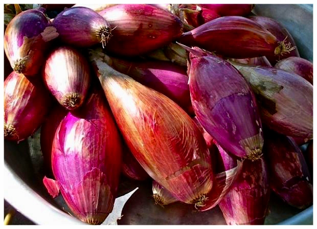 Italian Red Torpedo Onions
