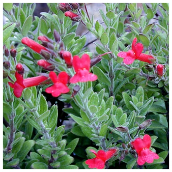 Island Bush Snapdragon 'Firecracker'