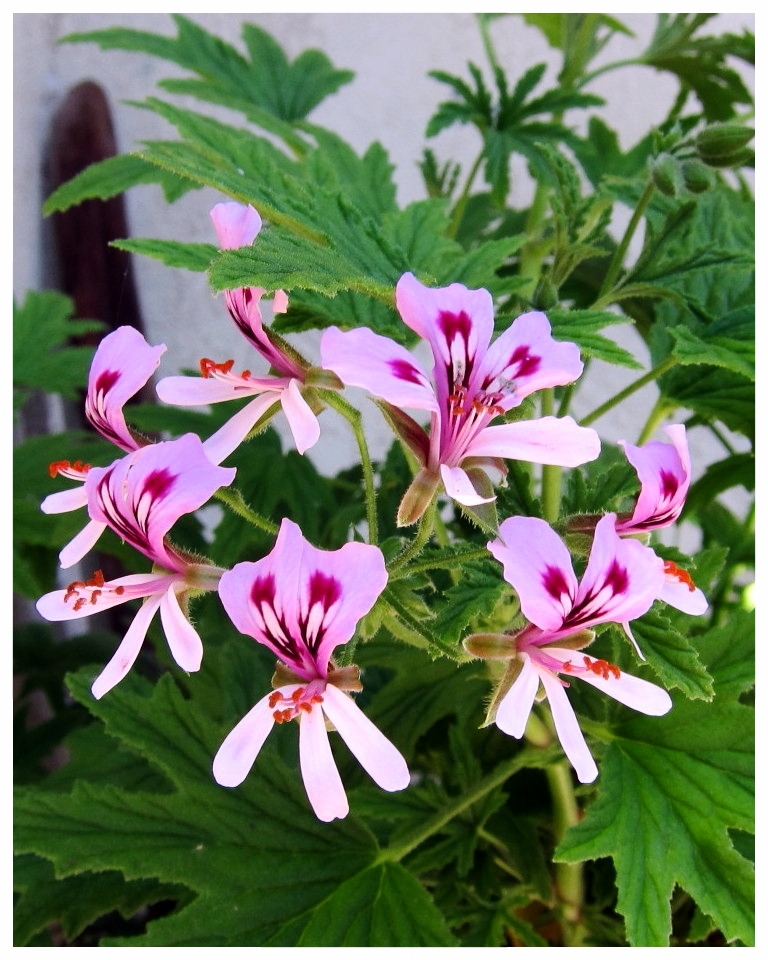 Fragrant Pelargonium 'Mabel Grey'