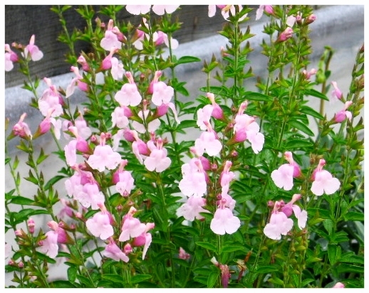 Pink Beach Sage