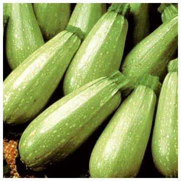 Persian Zucchini