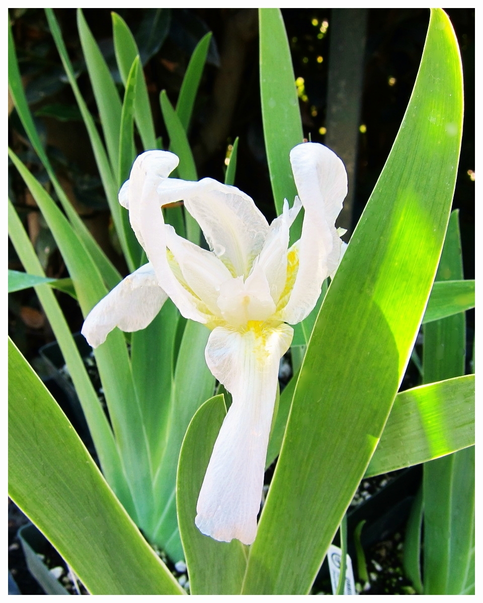 Florentine Iris / Orris Root