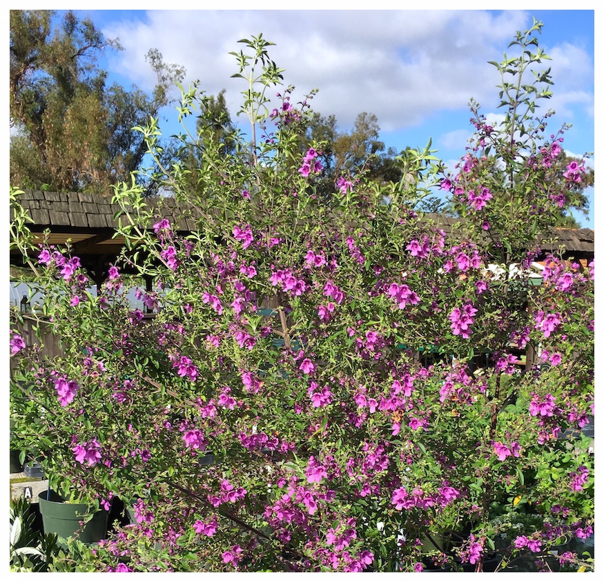 Australian Purple Mint Bush