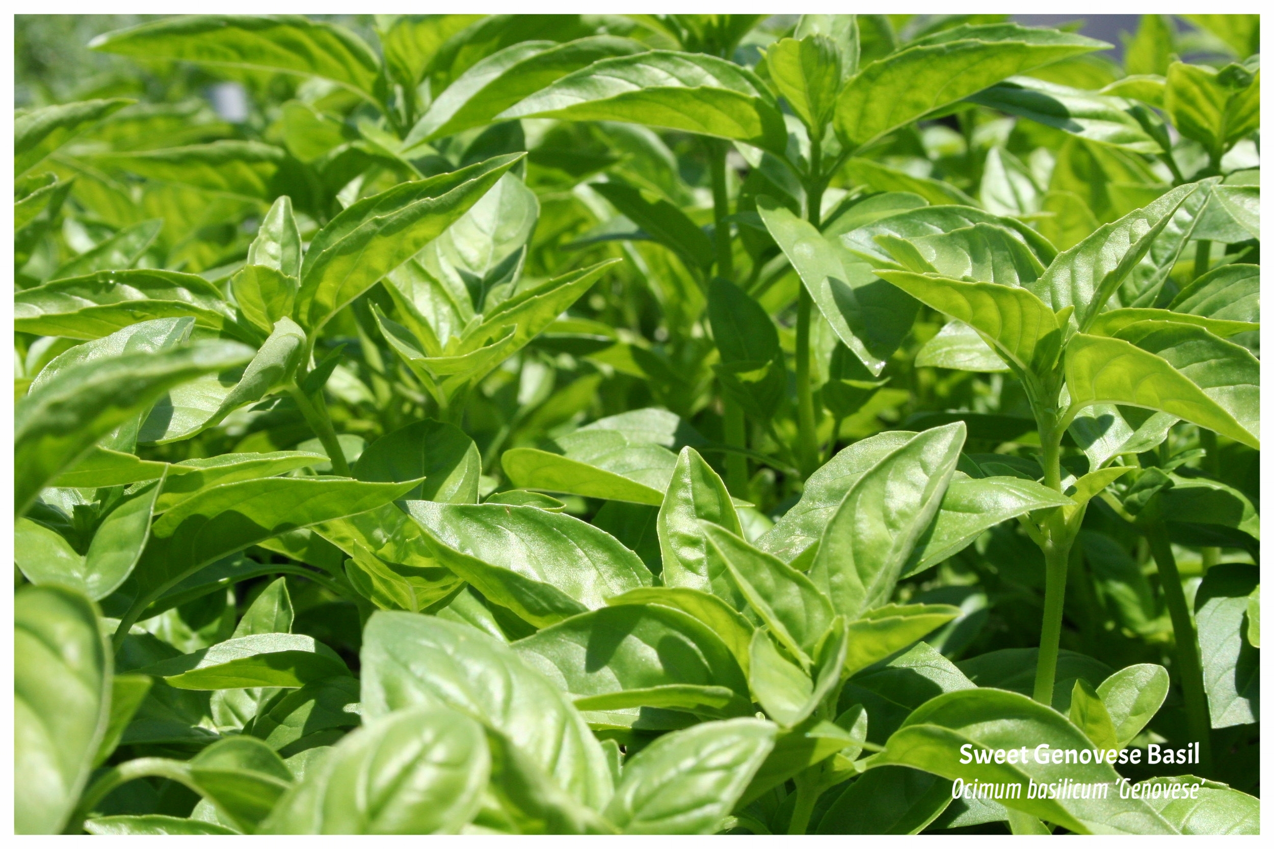 Sweet Genovese Basil