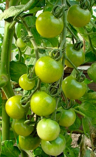 Green Doctors Frosted Artisan Tomato