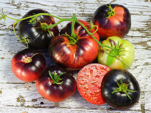 Blue Beauty Artisan Tomato