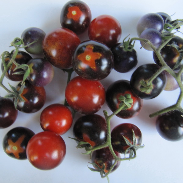 Blue Berries Artisan Tomato