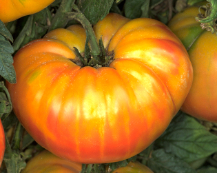 Pineapple Heirloom Tomato