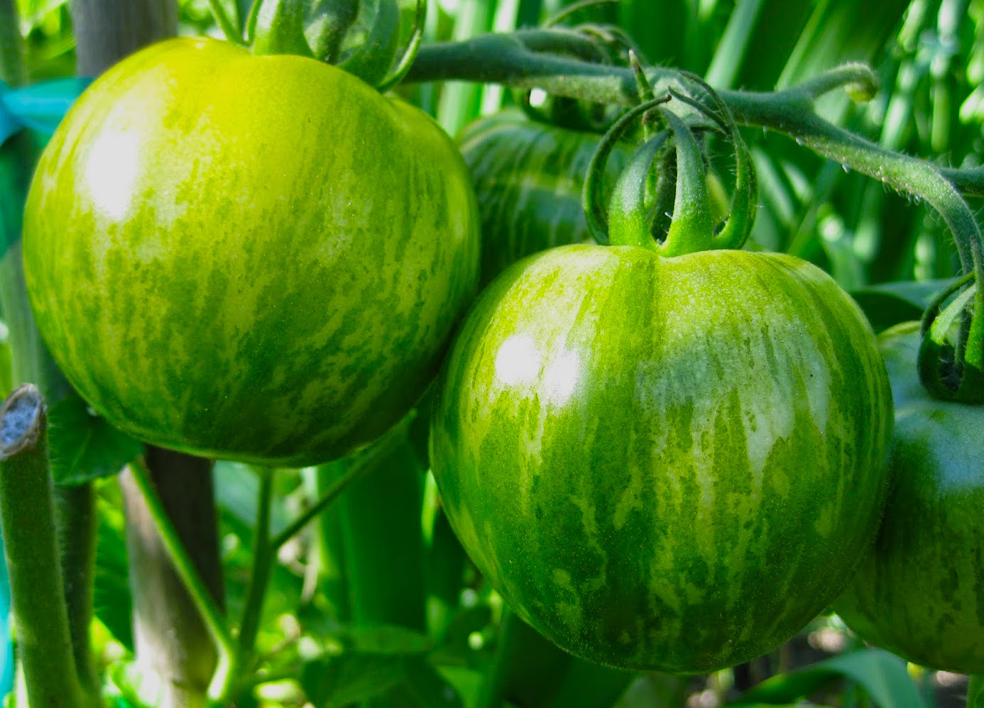 Green Zebra Heirloom Tomato