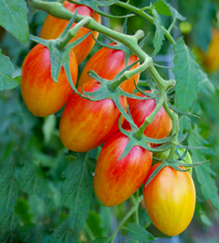 Blush Artisan Tomato