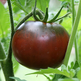 Black Krim Heirloom Tomato