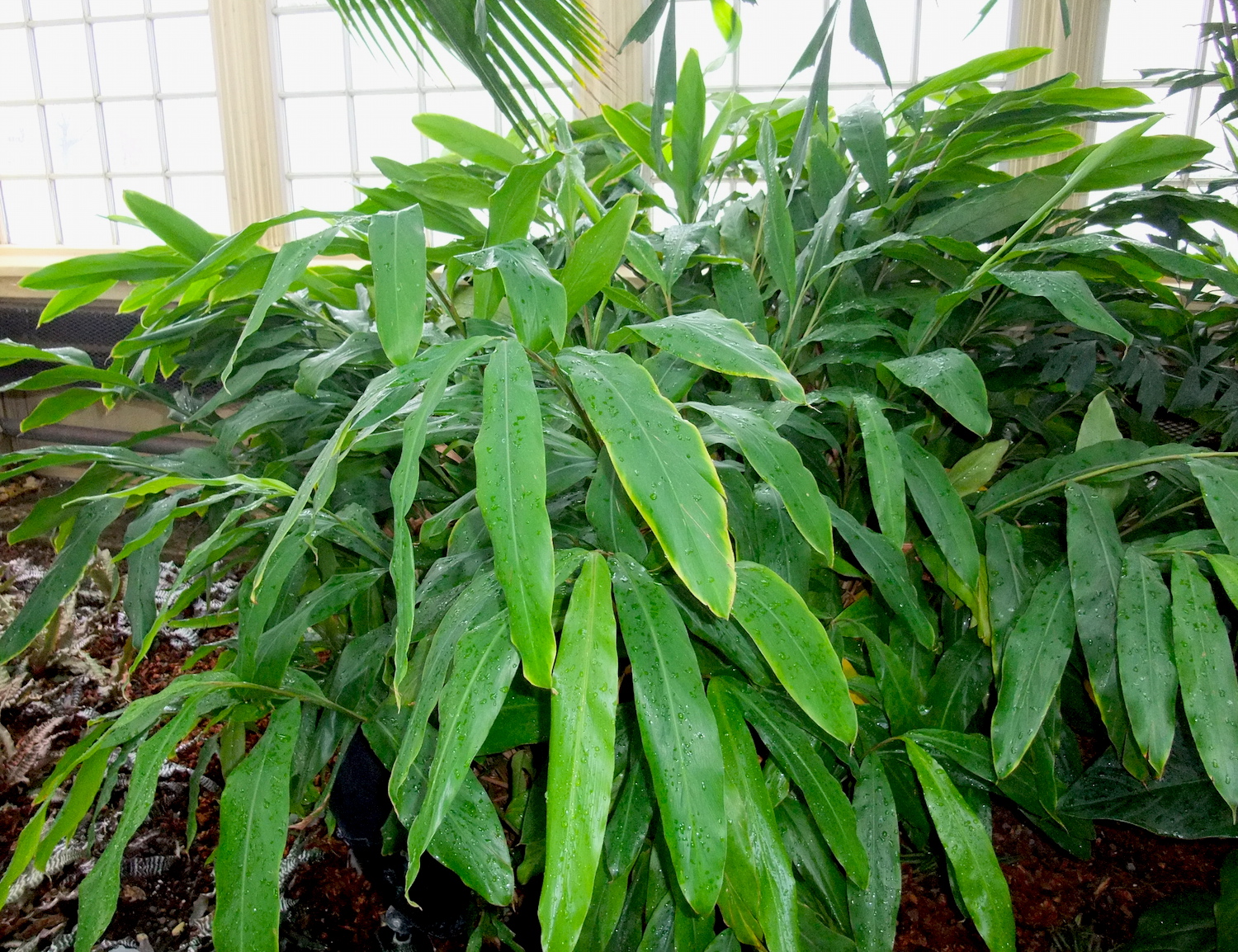 True Cardamom