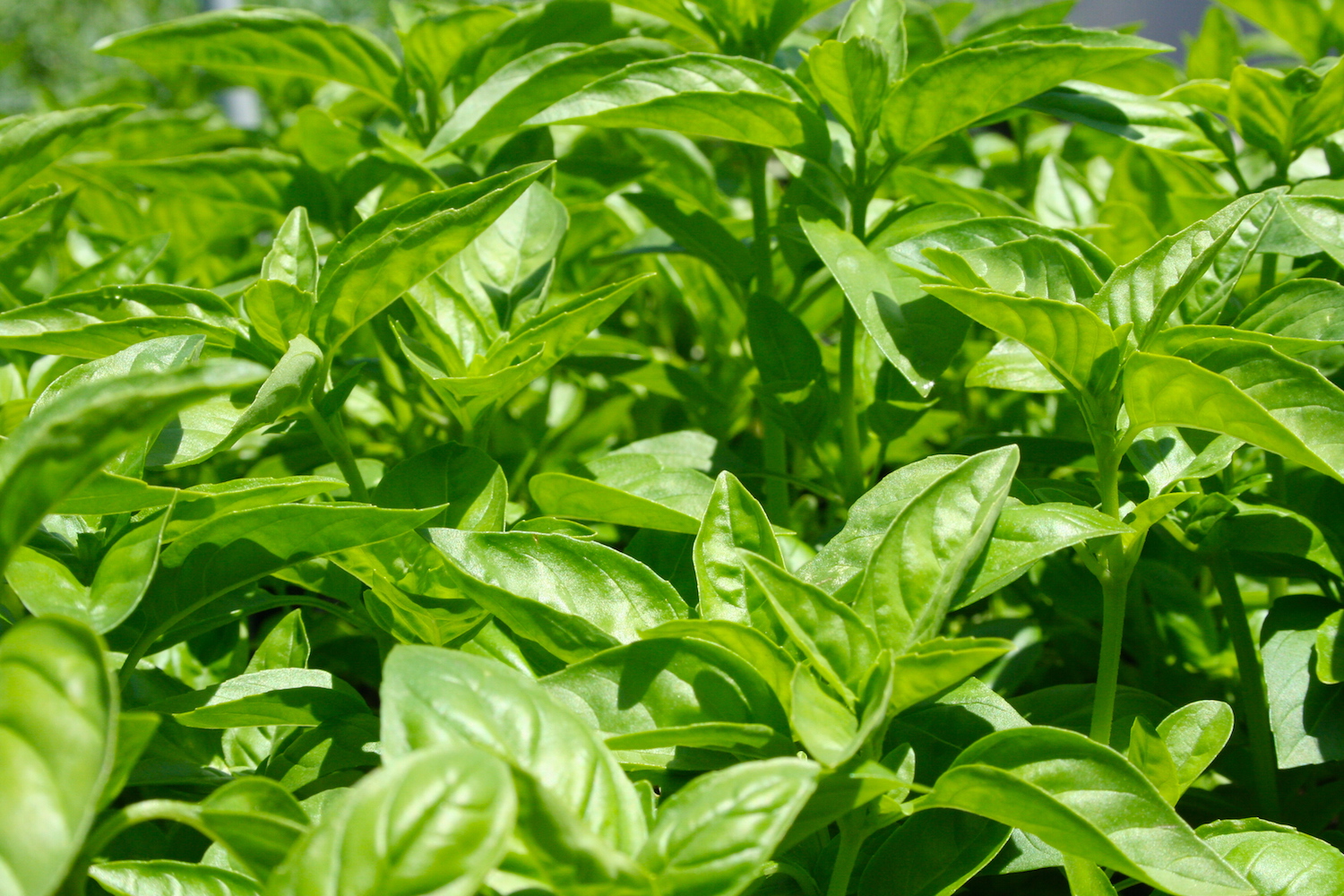  The incomparable Superbo Italian Basil boasts intense, sweet, savory ambrosial flavor! 