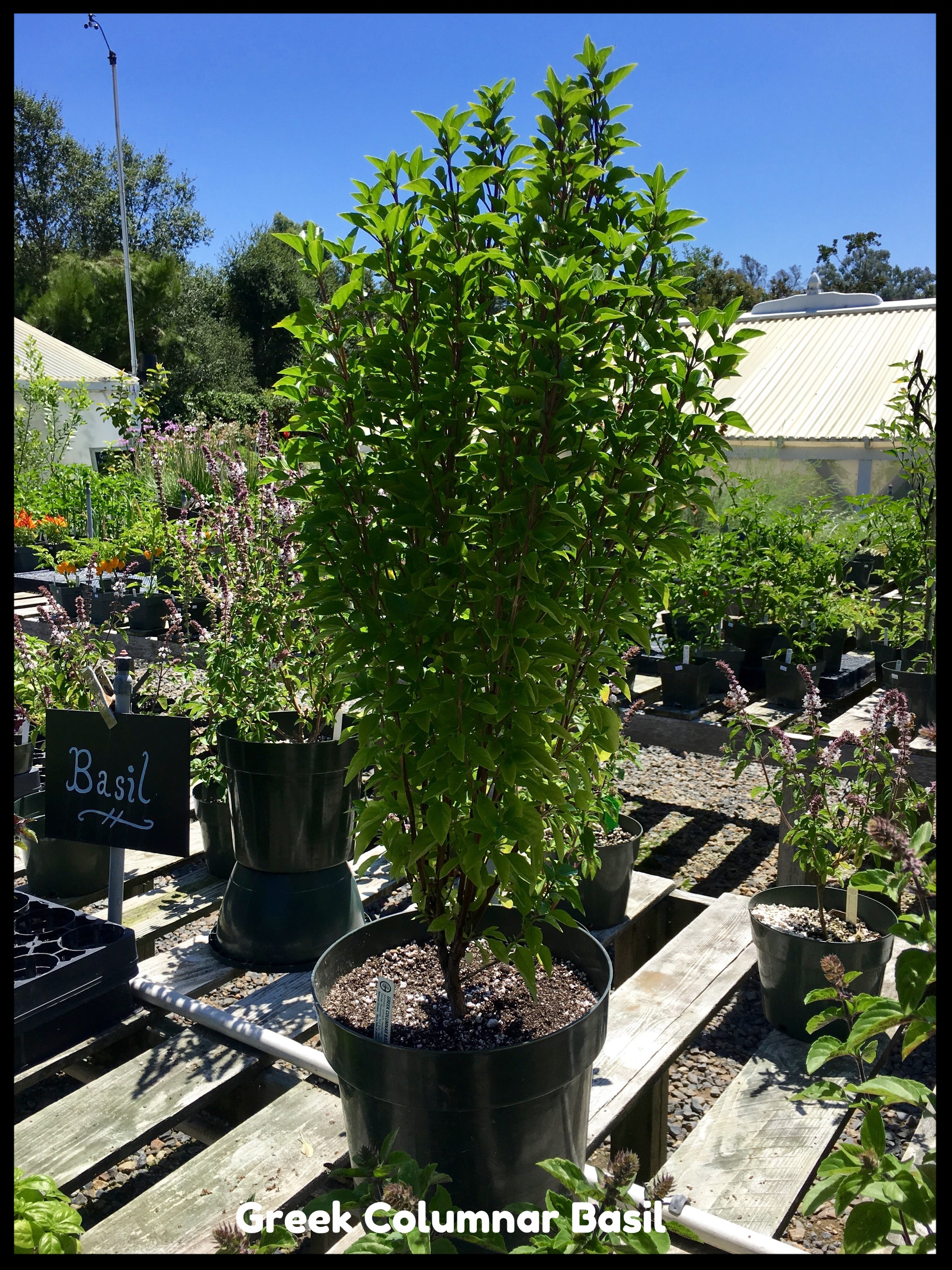 Greek Columnar Basil