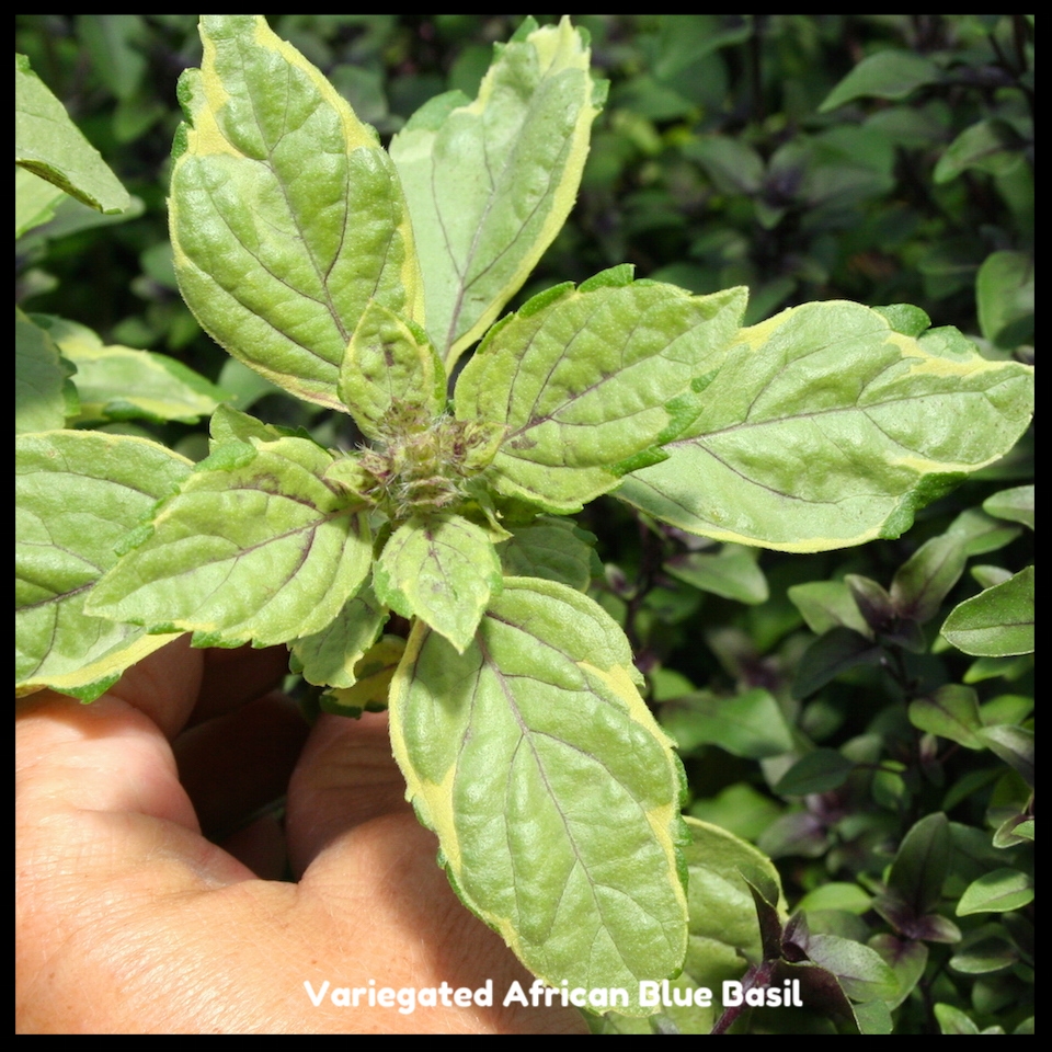 Variegated African Blue Basil