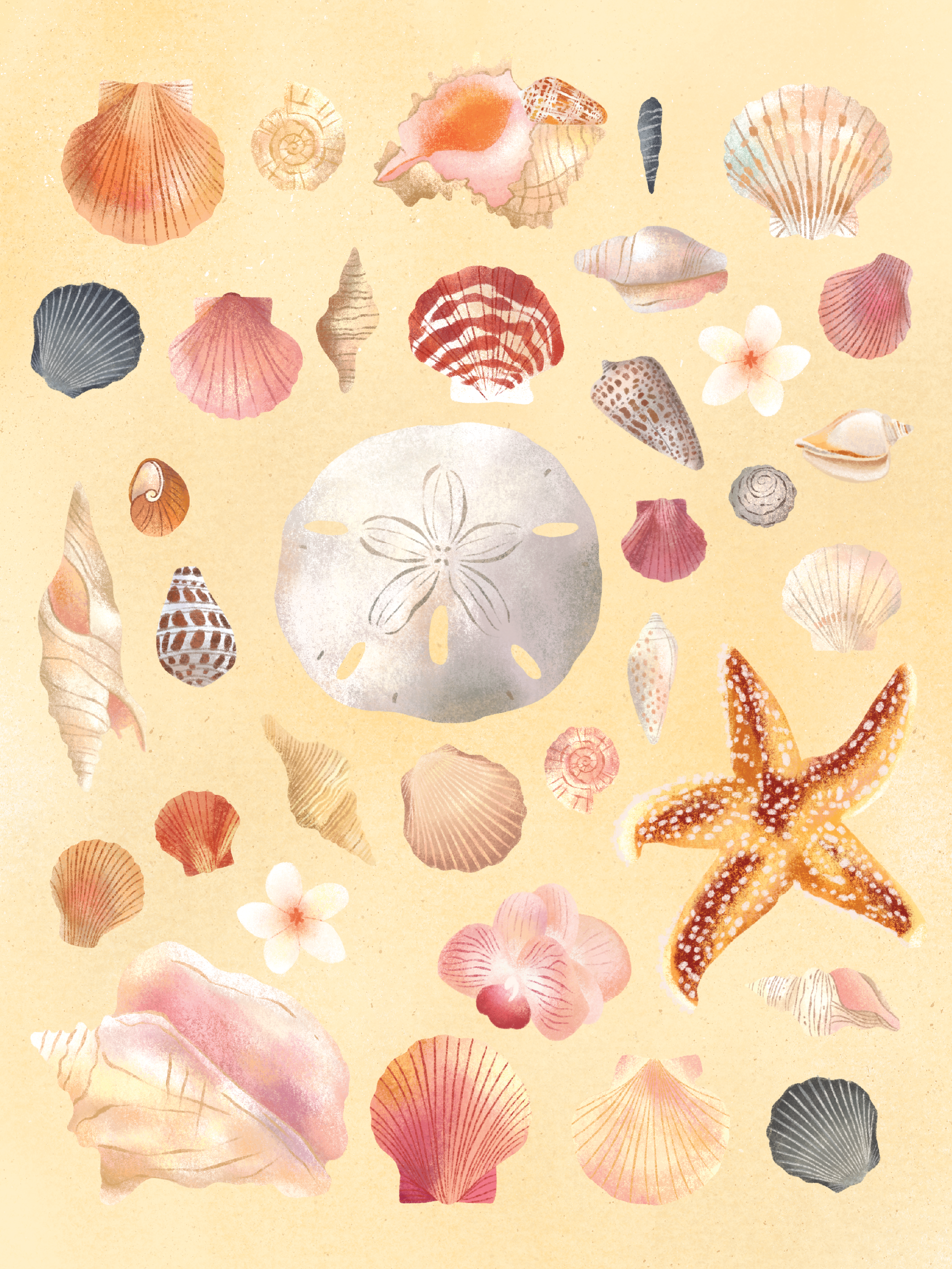 nature_seashells.png