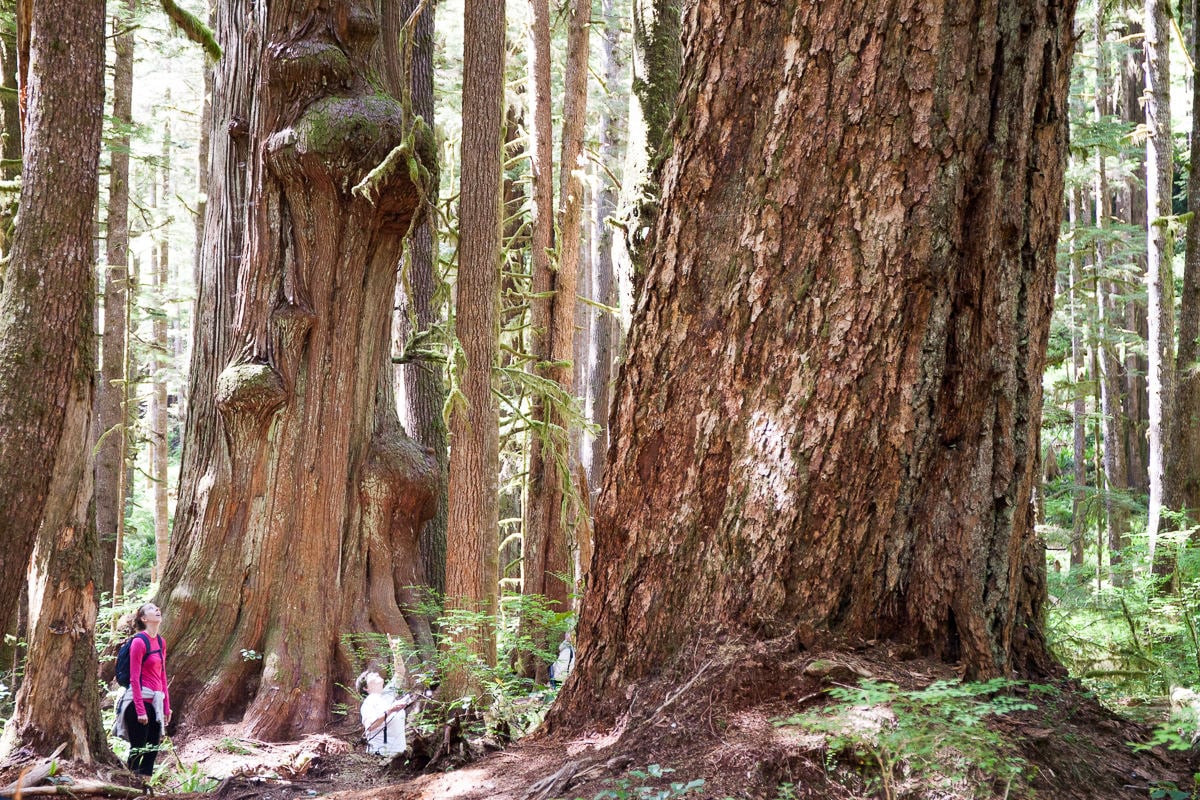 avatar-grove-hiking-tour-port-renfrew-10.jpg