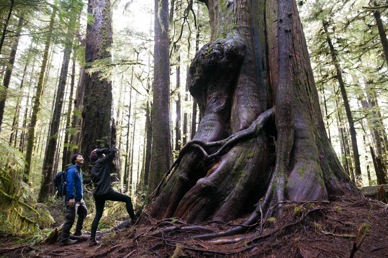 avatar-grove-big-tree-tour-rainforest.jpg