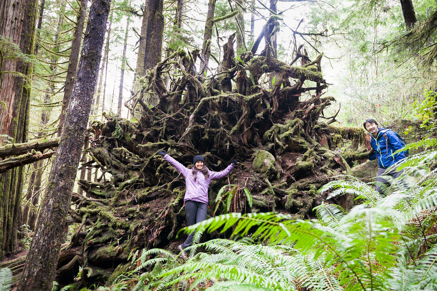 avatar-grove-tree-roots-hiker.jpg