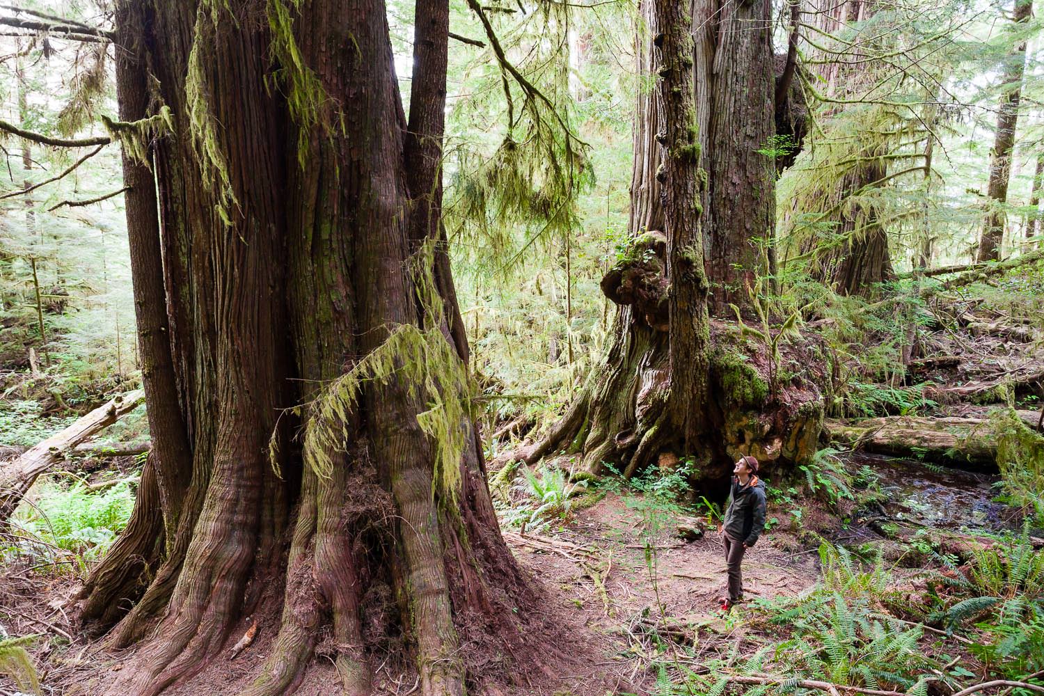 big-tree-tours-port-renfrew-bc.jpg