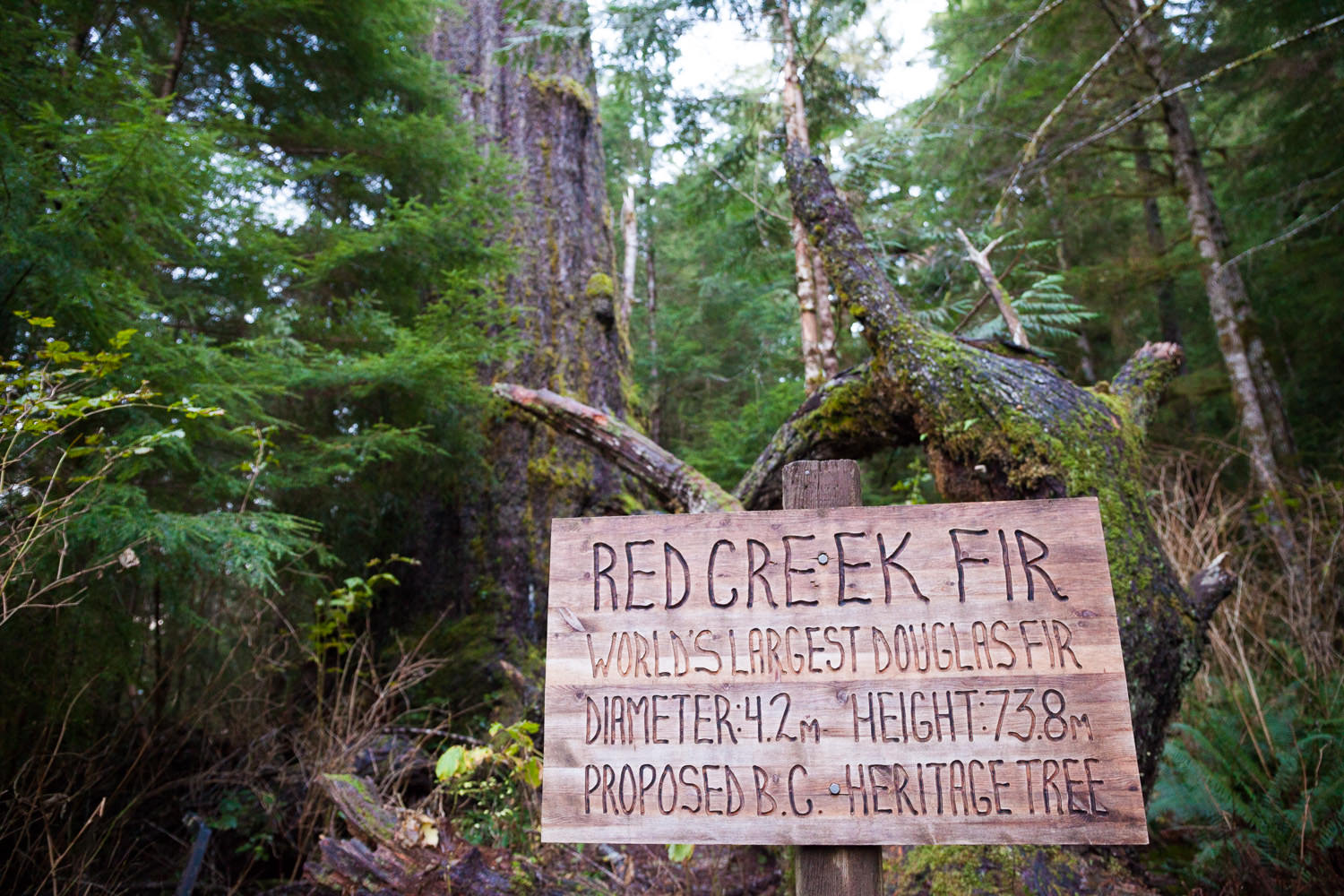 red-creek-fir-worlds-largest-sign.jpg