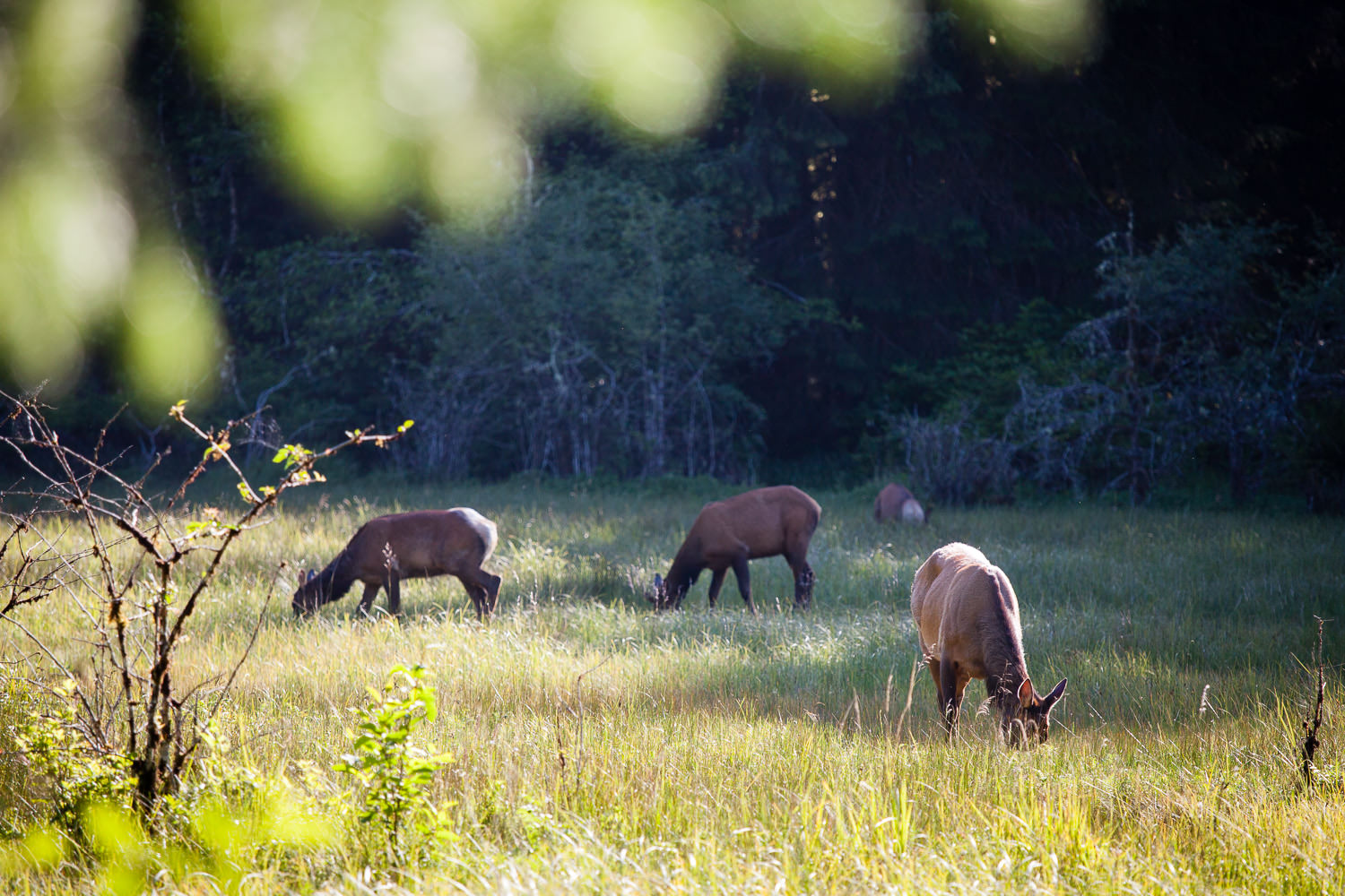 roosevelt-elk-meadow-port-renfrew.jpg
