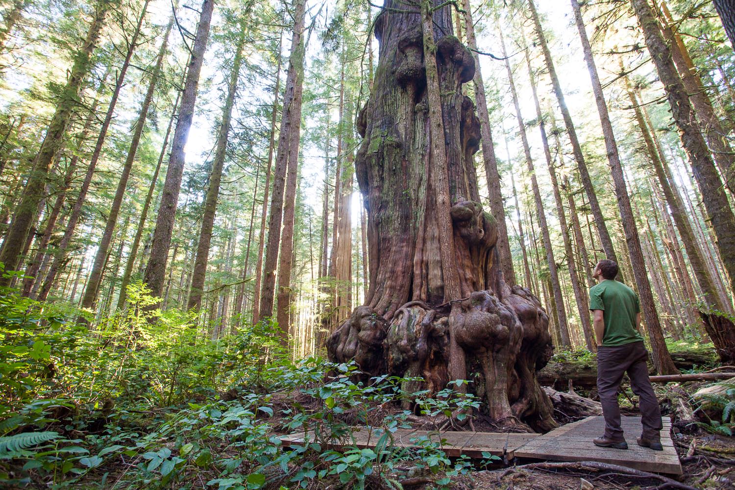 big-tree-tour-avatar-grove-tj-watt.jpg