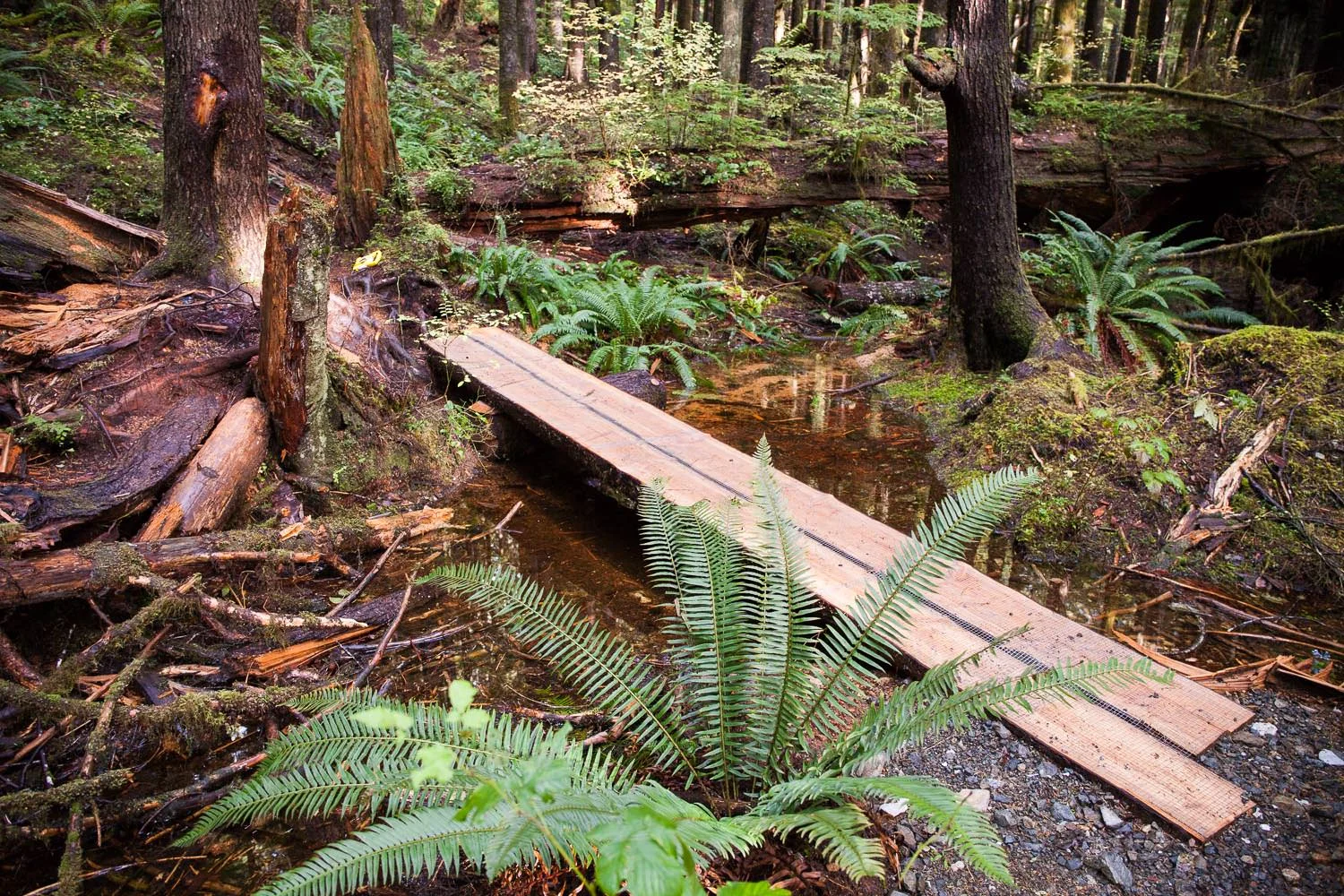 Trail-Examples-Avatar.jpg