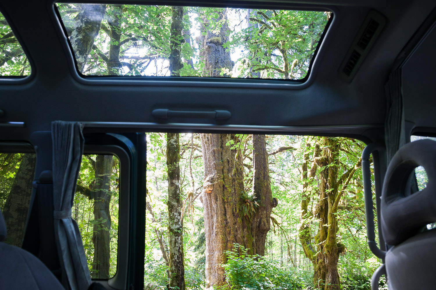 Big-Tree-Tour-Delica-Spruce.jpg
