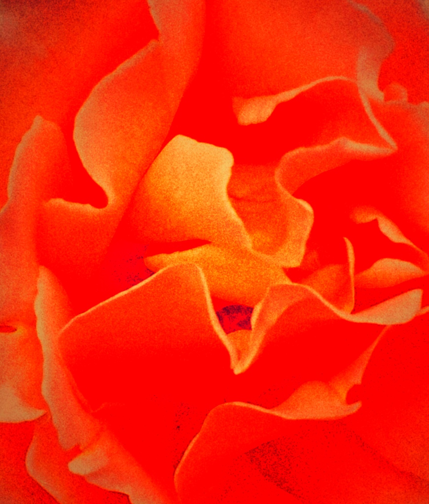 151020 Your Touch photo rose copy.jpeg