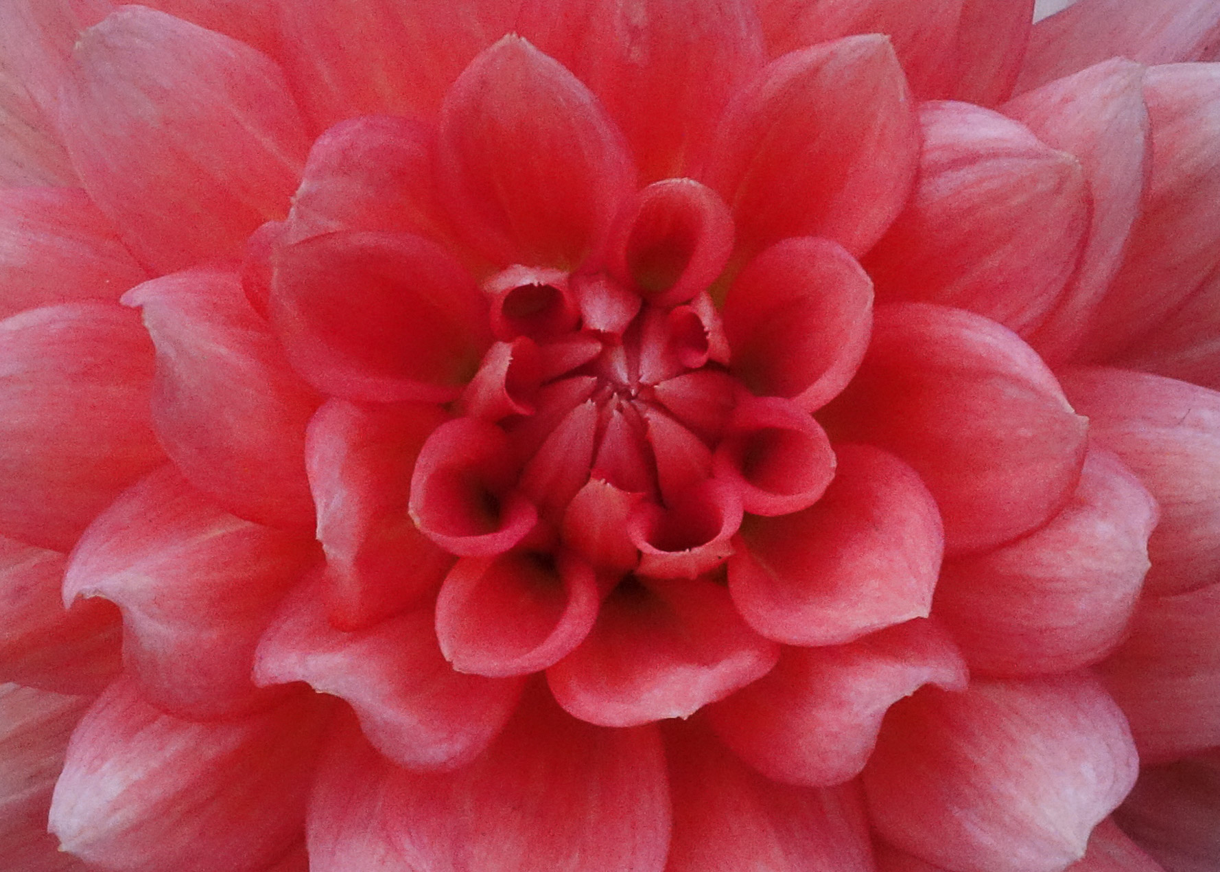 151214 Dahlia light red  5x7-2.jpg