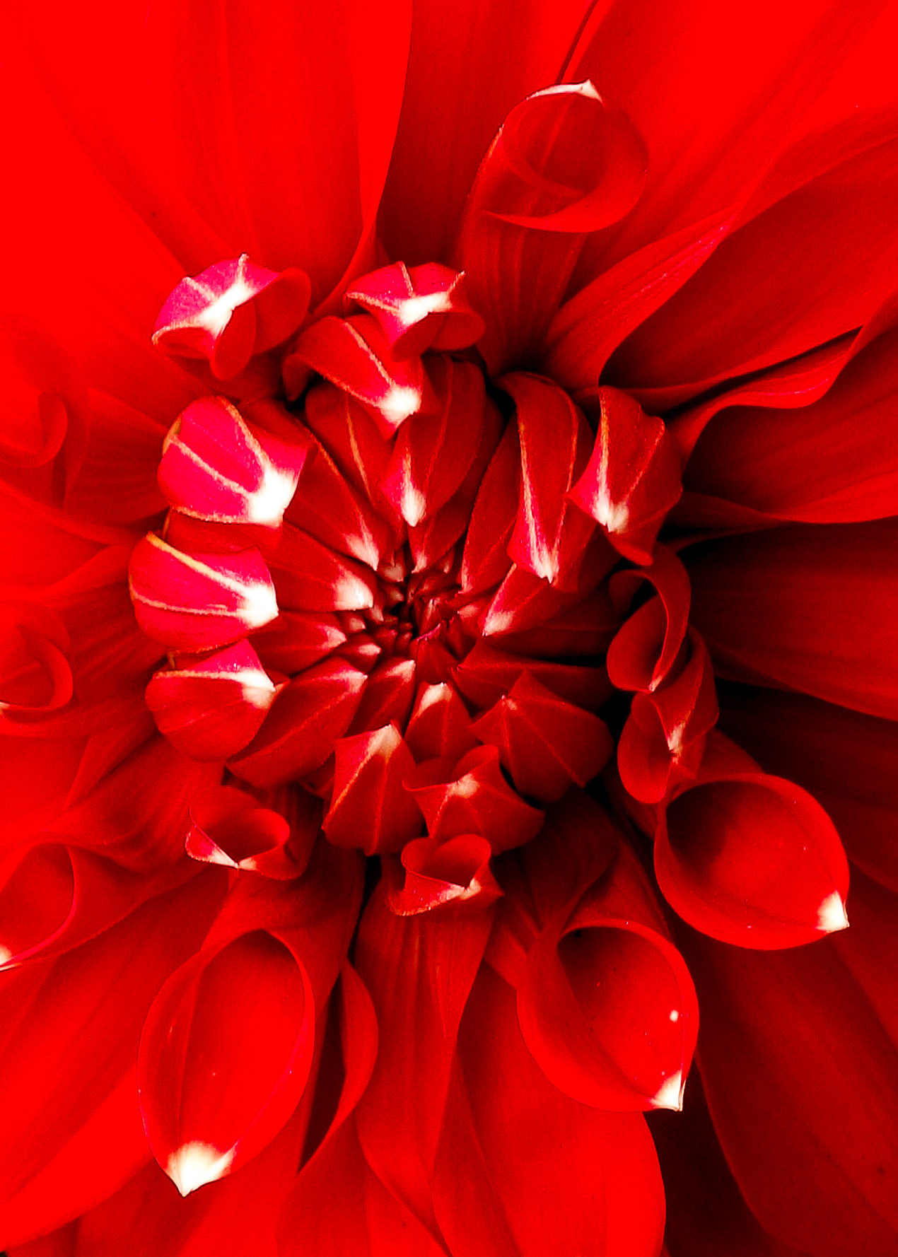 151214 Dahlia red  5x7-2.jpg