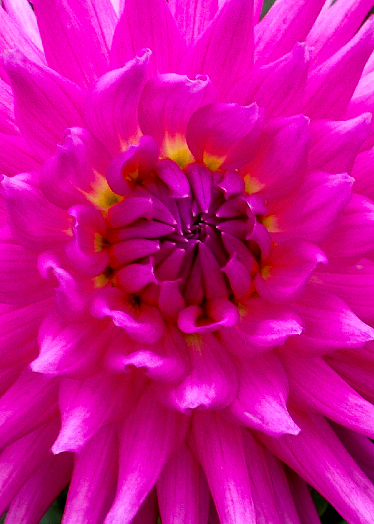 151214 Dahlia pink  15x7-2.jpg