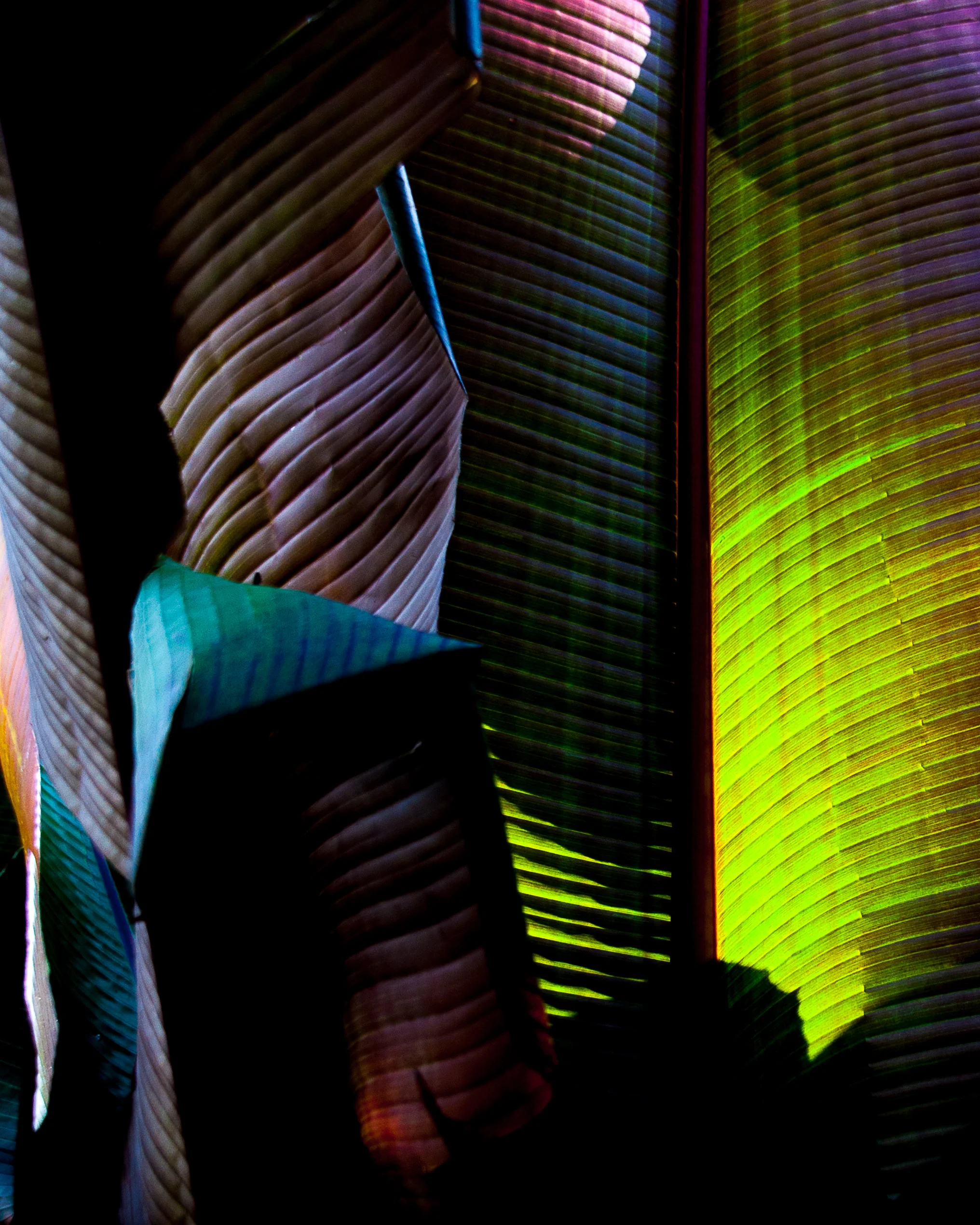 151214 London Banana Palm 8x10-0010.jpg
